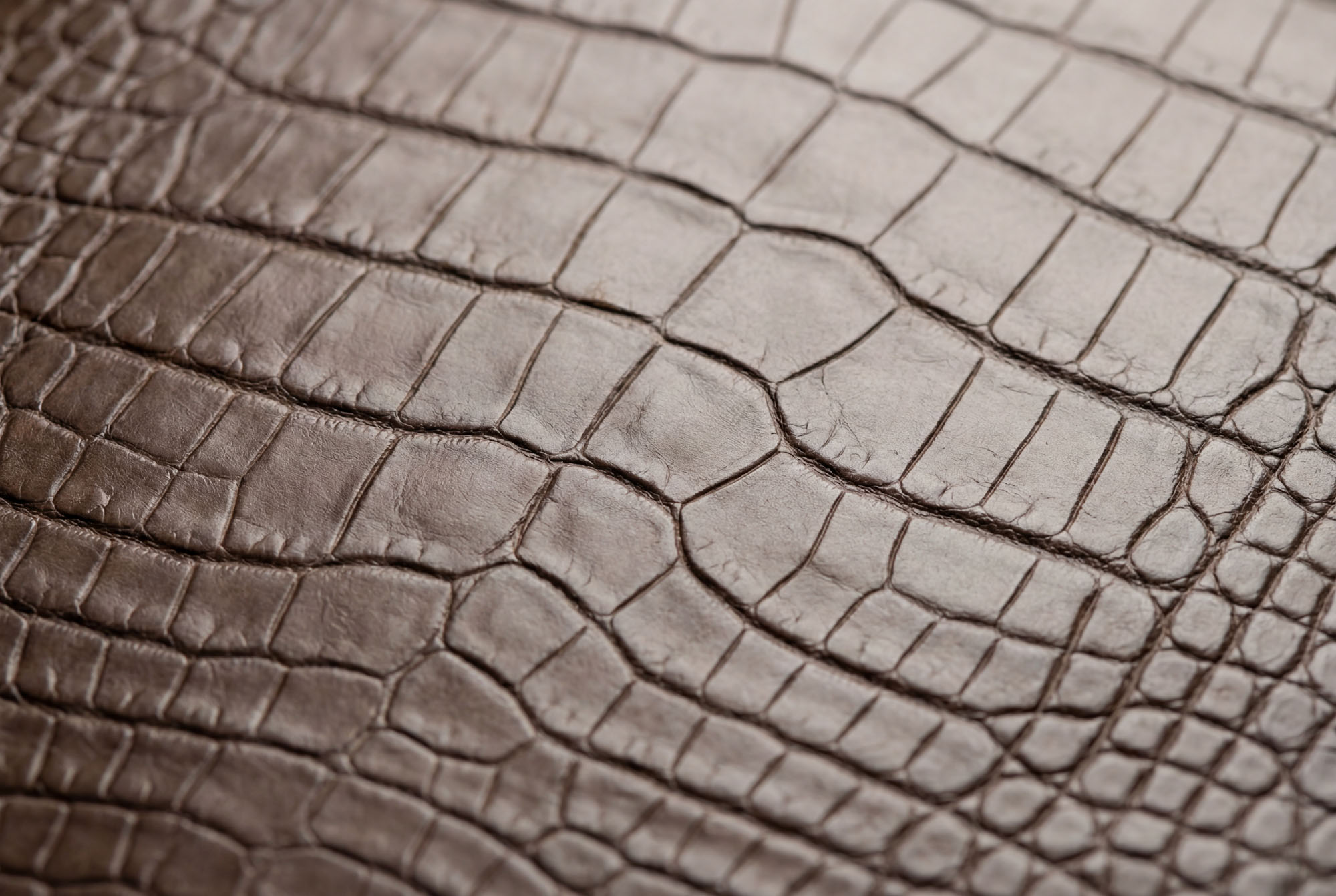 Krokodilleder